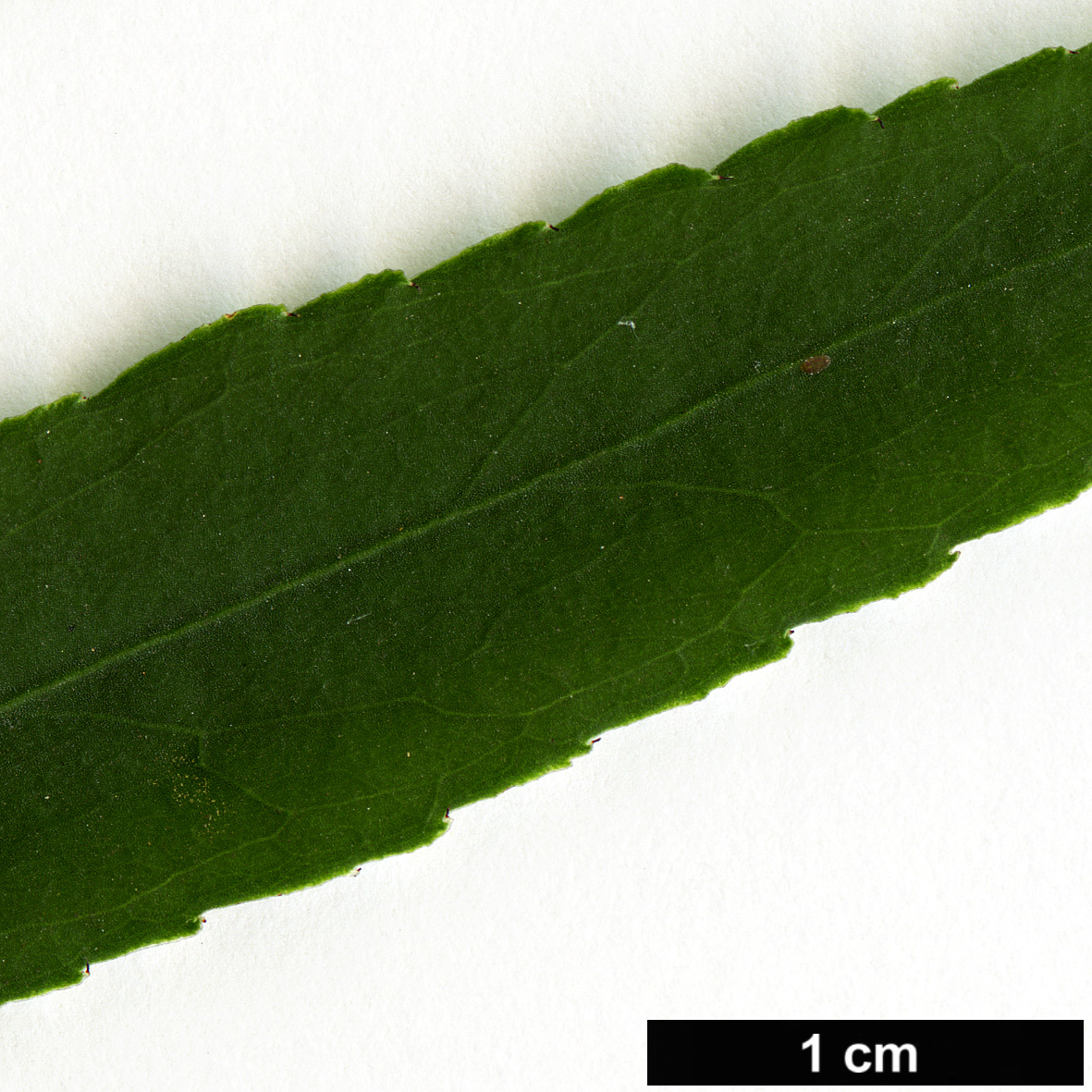 High resolution image: Family: Celastraceae - Genus: Euonymus - Taxon: cornutus - SpeciesSub: var. quinquecornutus